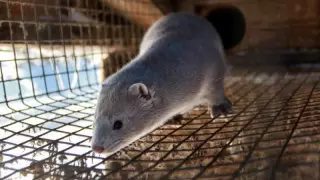 Всех норок решили уничтожить в Дании