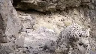 Снежный барс "позировал" на камеру в Алматинской области