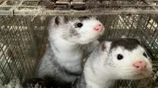 Мутировавший коронавирус нашли у 214 человек в Дании