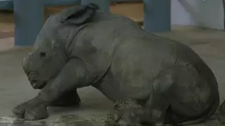 Детеныш редкого носорога родился в зоопарке США