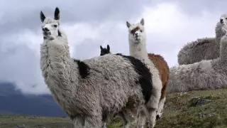 Лама стала неожиданным помощником в борьбе с COVID-19