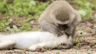 "Реанимация обезьяны" попала в объектив фотографа в Африке