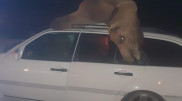 Мercedes врезался в верблюда в Мангистау: погибла женщина, водитель в реанимации