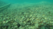 На дне Черного моря обнаружен неизвестный город старше пирамиды Хеопса