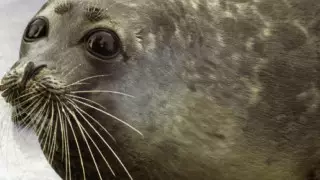 Каспийского тюленя внесли в Красную книгу