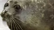 Каспийского тюленя внесли в Красную книгу