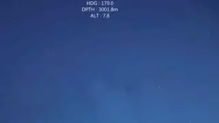 Один из самых неуловимых обитателей океана попал на видео