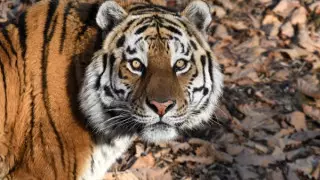 Названы сроки появления первых туранских тигров в Казахстане