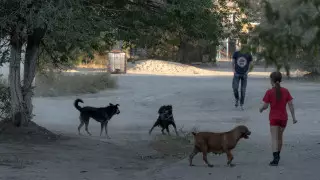 Насмерть загрызли собаки: В Сатпаеве рассказали подробности трагедии с 6-летней девочкой