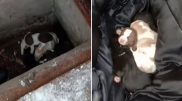 В Кокшетау спасли замерзающих новорожденных щенков