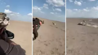 Выяснилось, где было снято видео "охоты арабов на джейранов"