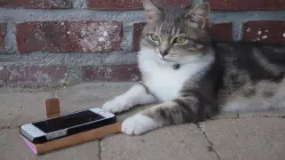 Создано приложение для перевода с кошачьего языка