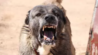 Полиция прокомментировала слухи об укусе девочки в Сатпаеве соседским алабаем