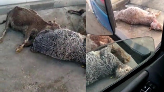 Видео мертвых животных на полу мясокомбината возмутило казахстанцев