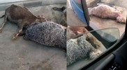 Видео мертвых животных на полу мясокомбината возмутило казахстанцев