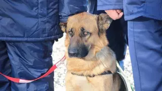 Остановку с бесхозным пакетом оцепили в Усть-Каменогорске