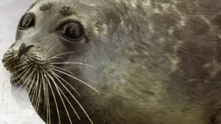 Издевательства над тюленями: спасет ли животных Красная книга