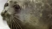 Издевательства над тюленями: спасет ли животных Красная книга