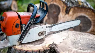 Две тысячи деревьев вырубили в Алматинской области