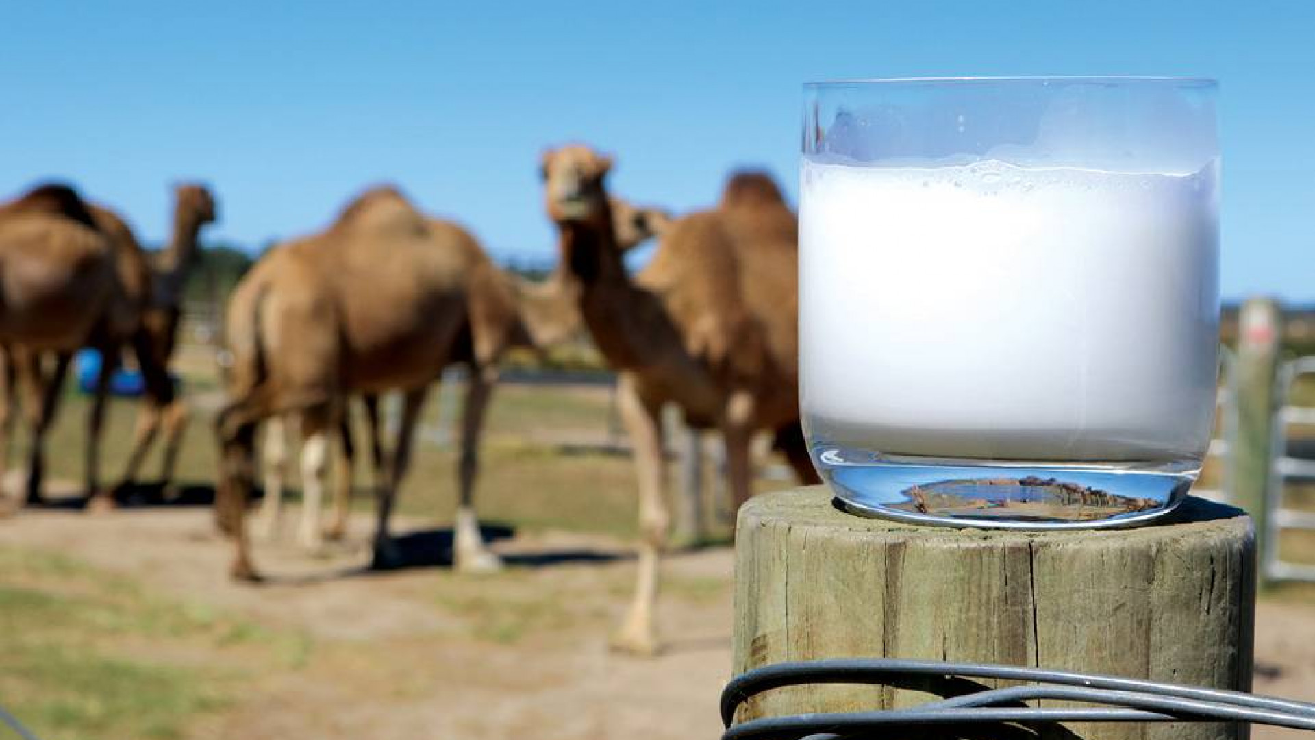 哪个品牌的骆驼奶好？迪拜的骆驼奶是骗人的吗？ - 知乎