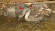 Последнего выжившего лебедя согласился приютить зоопарк Караганды