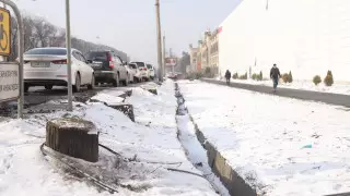 Оценен ущерб от вырубки деревьев у Sulpak в Алматы