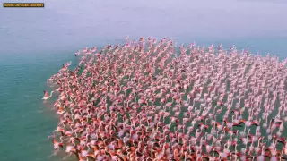 Снимать фламинго над озером в Мангистау запрещено - госинспектор