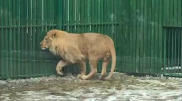 Лев Симба переехал в новый дом в Алматы