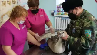 Выжившему во время отстрела лебедю дали имя