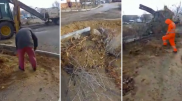 Кустарники незаконно вырубили в Актау
