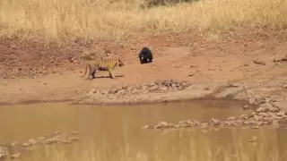 Схватку тигра и медведя засняли в дикой природе
