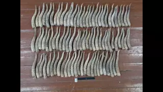 Браконьеров, уничтоживших сайгаков на 700 миллионов тенге, задержали в ЗКО