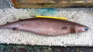 Раскрыта одна из тайн Бермудского треугольника