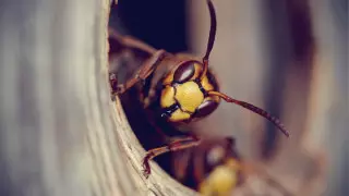 Осы названы новой угрозой безопасности авиаперелетов