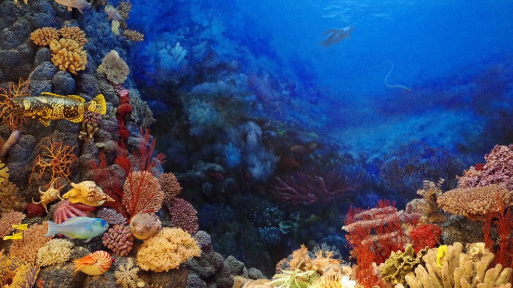 Солнцезащитные кремы предложили запретить во Франции из-за кораллов