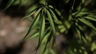 За исключение каннабиса из списка наркотиков проголосовали в ООН