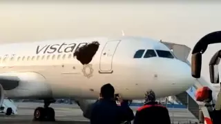 Дикие пчелы "атаковали" самолеты в Индии