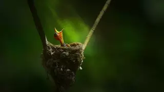 Последний день птенца перед бурей. 15 лучших фото конкурса #Small2020