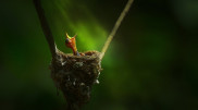 Последний день птенца перед бурей. 15 лучших фото конкурса #Small2020