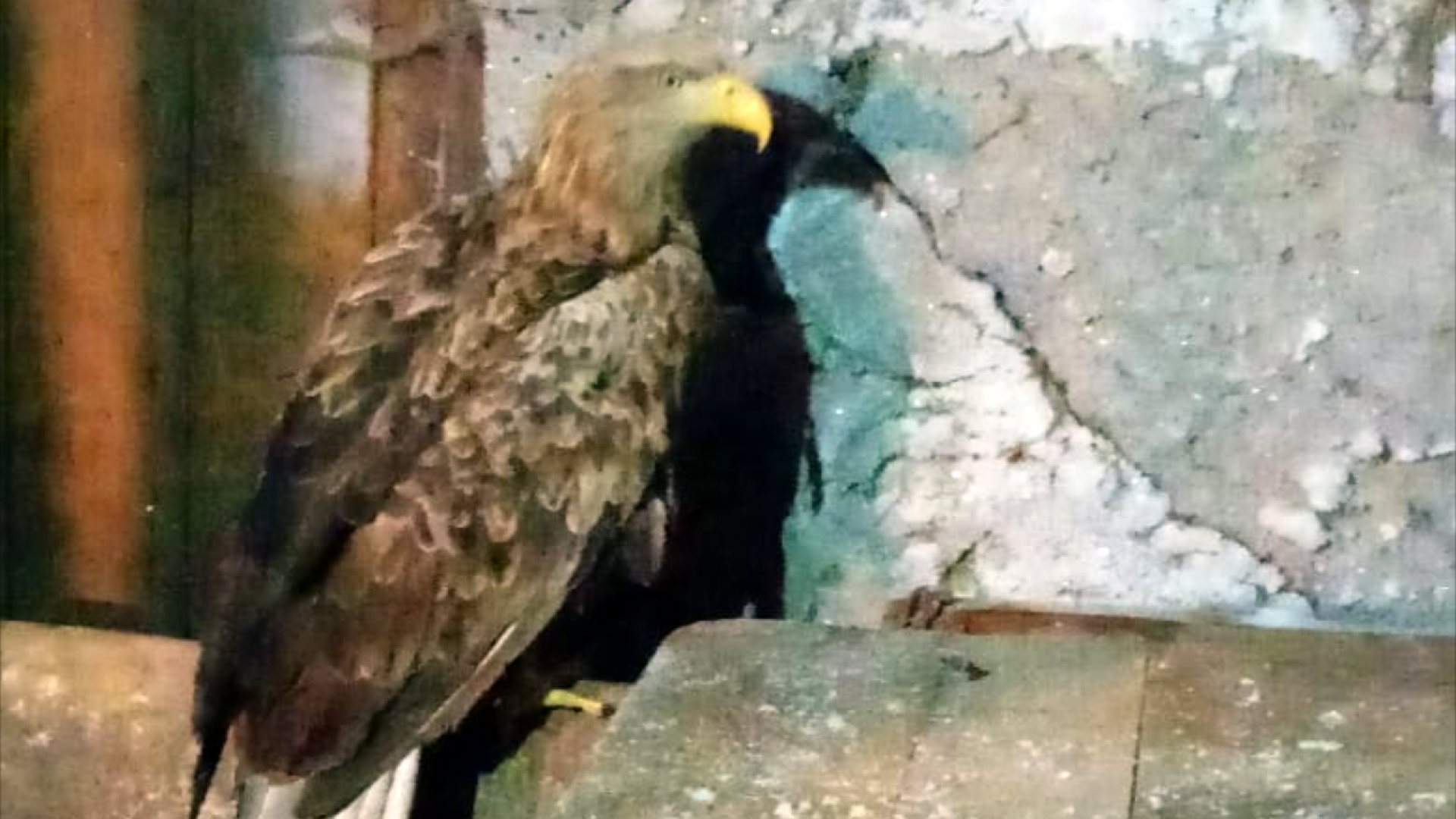 Раненого краснокнижного орла спасли армянские экологи. Раненый орел