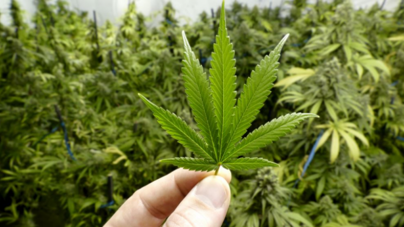 Новости про плантация марихуаны купить героин в альметьевске