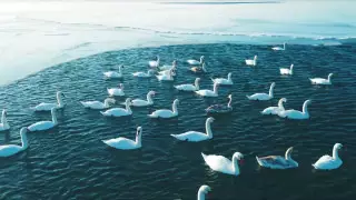 "Красота неземная". Автор ролика про фламинго снял новое видео с лебедями