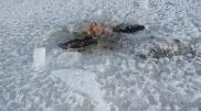 26 лошадей вмерзли в лед в Павлодарской области