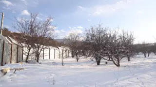 Вырубку тысяч яблонь в предгорьях Алматы прокомментировали в акимате