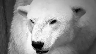 Белого медведя Алькора усыпили в зоопарке Алматы