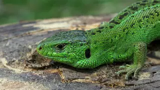 Строительство завода Tesla приостановили из-за угрозы для змей и ящериц