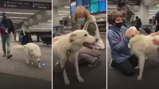 Душили дверцей холодильника: пес Лаки встретился с новой хозяйкой в США