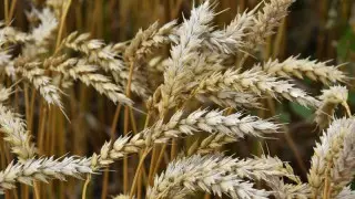 Акмолинская пшеница пользуется спросом в 26 странах мира