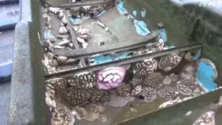 В океане нашли судно, пропавшее во время Великого землетрясения в Японии в 2011 году