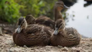 В Минэкологии прокомментировали видео с дикими утками на Каспии